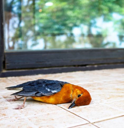 Port Melbourne Dead Animal Removal