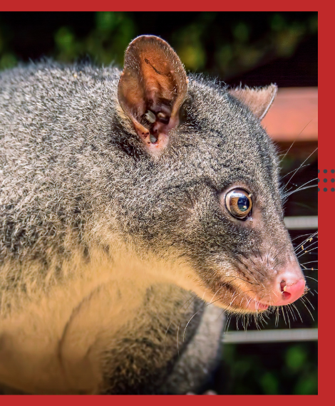Possum Removal Port Melbourne